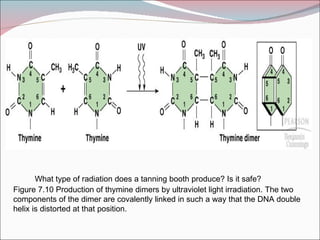 What type of radiation does a tanning booth produce? Is it safe?
Figure 7.10 Production of thymine dimers by ultraviolet light irradiation. The two
components of the dimer are covalently linked in such a way that the DNA double
helix is distorted at that position.
 