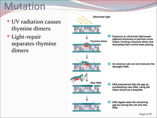 Mutation
 UV radiation causes
  thymine dimers
 Light-repair
  separates thymine
  dimers




                        Figure 8.20
 