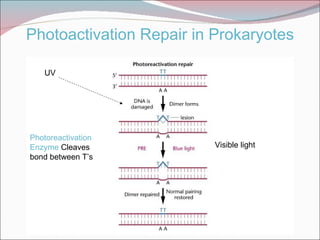 Photoactivation Repair in Prokaryotes

   UV




Photoreactivation
Enzyme Cleaves            Visible light
bond between T’s
 