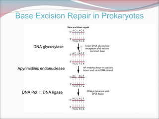 Base Excision Repair in Prokaryotes


        DNA glycosylase




Apyrimidinic endonuclease




  DNA Pol I, DNA ligase
 