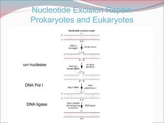 Nucleotide Excision Repair:
   Prokaryotes and Eukaryotes




uvr nuclease




DNA Pol I



 DNA ligase
 