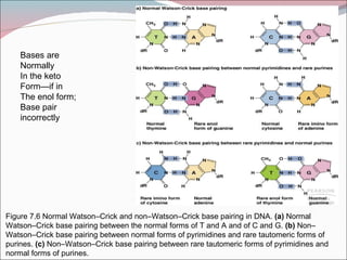 Bases are
    Normally
    In the keto
    Form—if in
    The enol form;
    Base pair
    incorrectly




Figure 7.6 Normal Watson–Crick and non–Watson–Crick base pairing in DNA. (a) Normal
Watson–Crick base pairing between the normal forms of T and A and of C and G. (b) Non–
Watson–Crick base pairing between normal forms of pyrimidines and rare tautomeric forms of
purines. (c) Non–Watson–Crick base pairing between rare tautomeric forms of pyrimidines and
normal forms of purines.
 