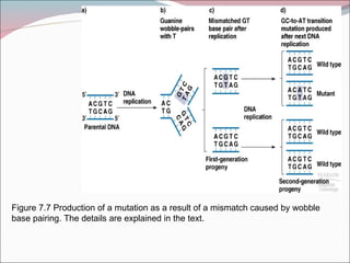 Figure 7.7 Production of a mutation as a result of a mismatch caused by wobble
base pairing. The details are explained in the text.
 