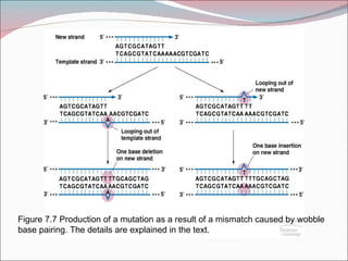 Figure 7.7 Production of a mutation as a result of a mismatch caused by wobble
base pairing. The details are explained in the text.
 