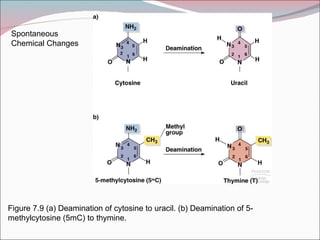 Spontaneous
Chemical Changes




Figure 7.9 (a) Deamination of cytosine to uracil. (b) Deamination of 5-
methylcytosine (5mC) to thymine.
 