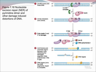 Figure 7.16 Nucleotide
excision repair (NER) of
pyrimidine dimer and
other damage induced
distortions of DNA.
 