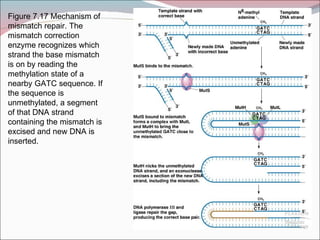 Figure 7.17 Mechanism of
mismatch repair. The
mismatch correction
enzyme recognizes which
strand the base mismatch
is on by reading the
methylation state of a
nearby GATC sequence. If
the sequence is
unmethylated, a segment
of that DNA strand
containing the mismatch is
excised and new DNA is
inserted.
 