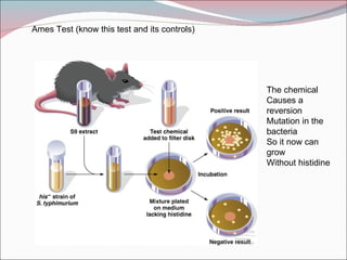 Ames Test (know this test and its controls)




                                              The chemical
                                              Causes a
                                              reversion
                                              Mutation in the
                                              bacteria
                                              So it now can
                                              grow
                                              Without histidine
 