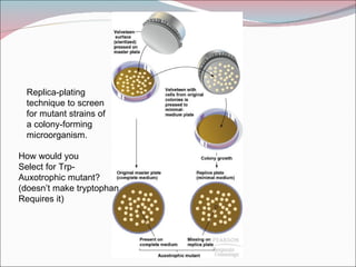 Replica-plating
 technique to screen
 for mutant strains of
 a colony-forming
 microorganism.

How would you
Select for Trp-
Auxotrophic mutant?
(doesn’t make tryptophan
Requires it)
 
