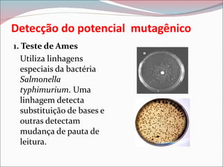 Detecção do potencial mutagênico
1. Teste de Ames
   Utiliza linhagens
   especiais da bactéria
   Salmonella
   typhimurium. Uma
   linhagem detecta
   substituição de bases e
   outras detectam
   mudança de pauta de
   leitura.
 