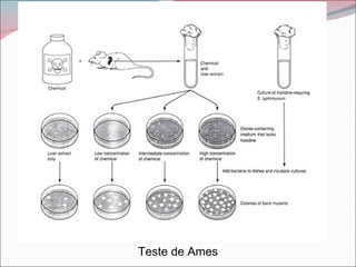 Teste de Ames
 