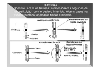 3. Inversão
Consiste em duas fraturas cromossômicas seguidas de
reconstituição com o pedaço invertido. Alguns casos na
espécie humana: anomalias físicas e mentais.
                                       Centrômero fora da
                                         região invertida




                                      Centrômero na
                                      região invertida
 