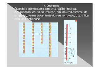 4. Duplicação
Quando o cromossomo tem uma região repetida.
A duplicação resulta da inclusão, em um cromossomo, de
um pedaço extra proveniente do seu homólogo, o qual fica
com uma deficiência.
 
