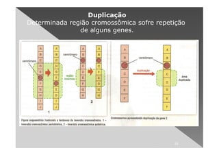 Duplicação
Determinada região cromossômica sofre repetição
               de alguns genes.




                                           29
 