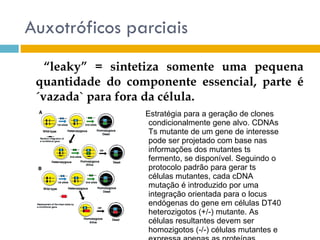 Auxotróficos parciais
   “leaky” = sintetiza somente uma pequena
 quantidade do componente essencial, parte é
 ´vazada` para fora da célula.
                  Estratégia para a geração de clones
                   condicionalmente gene alvo. CDNAs
                   Ts mutante de um gene de interesse
                   pode ser projetado com base nas
                   informações dos mutantes ts
                   fermento, se disponível. Seguindo o
                   protocolo padrão para gerar ts
                   células mutantes, cada cDNA
                   mutação é introduzido por uma
                   integração orientada para o locus
                   endógenas do gene em células DT40
                   heterozigotos (+/-) mutante. As
                   células resultantes devem ser
                   homozigotos (-/-) células mutantes e
 