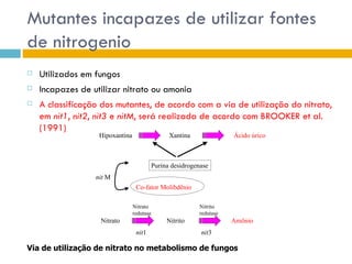 Mutantes incapazes de utilizar fontes
de nitrogenio
   Utilizados em fungos
   Incapazes de utilizar nitrato ou amonia
   A classificação dos mutantes, de acordo com a via de utilização do nitrato,
    em nit1, nit2, nit3 e nitM, será realizada de acordo com BROOKER et al.
    (1991)
                   Hipoxantina                 Xantina              Ácido úrico



                                         Purina desidrogenase
                  nit M
                                  Co-fator Molibdênio

                                 Nitrato                 Nitrito
                                 redutase                redutase
                   Nitrato                    Nitrito               Amônio
                                  nit1                    nit3

Via de utilização de nitrato no metabolismo de fungos
 