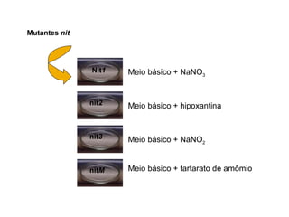 Mutantes nit




               Nit1   Meio básico + NaNO3


               nit2   Meio básico + hipoxantina


               nit3   Meio básico + NaNO2


               nitM   Meio básico + tartarato de amômio
 