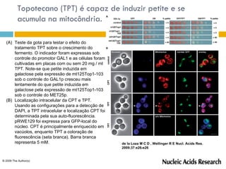 Topotecano (TPT) é capaz de induzir petite e se
          acumula na mitocôndria.

  (A) Teste da gota para testar o efeito do
      tratamento TPT sobre o crescimento do
      fermento. O indicador foram expressas sob
      controle do promotor GAL1 e as células foram
      cultivadas em placas com ou sem 20 mg / ml
      TPT. Note-se que petite induzida em
      galactose pela expressão de mt125Top1-103
      sob o controle do GAL1p cresceu mais
      lentamente do que petite induzida em
      galactose pela expressão de mt125Top1-103
      sob o controle do MET25p.
  (B) Localização intracelular da CPT e TPT.
      Usando as configurações para a detecção de
      DAPI, a TPT intracelular e localização CPT foi
      determinada pela sua auto-fluorescência.
      pRWE129 foi expressa para GFP-local do
      núcleo. CPT é principalmente enriquecido em
      vacúolos, enquanto TPT a coloração de
      fluorescência (seta branca). Barra branca
      representa 5 mM.                                 de la Loza M C D , Wellinger R E Nucl. Acids Res.
                                                       2009;37:e26-e26


© 2009 The Author(s)
 