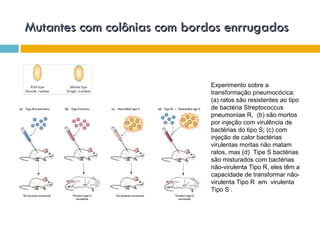 Mutantes com colônias com bordos enrrugados


                              Experimento sobre a
                              transformação pneumocócica:
                              (a) ratos são resistentes ao tipo
                              de bactéria Streptococcus
                              pneumoniae R, (b) são mortos
                              por injeção com virulência de
                              bactérias do tipo S; (c) com
                              injeção de calor bactérias
                              virulentas mortas não matam
                              ratos, mas (d) Tipe S bactérias
                              são misturados com bactérias
                              não-virulenta Tipo R, eles têm a
                              capacidade de transformar não-
                              virulenta Tipo R em virulenta
                              Tipo S .
 