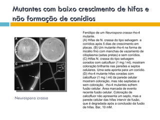 Mutantes com baixo crescimento de hifas e
não formação de conídios
                     Fenótipo de um Neurospora crassa rho-4
                     mutante.
                     (A) Hifas de N. crassa do tipo selvagem e
                     conídios após 5 dias de crescimento em
                     placas. (B) Um mutante rho-4 na forma de
                     micélio fino com manchas de vazamento de
                     citoplasma (setas pretas) e sem conídios.
                     (C) Hifas N. crassa do tipo selvagem
                     corados com calcofluor (1 mg / ml), mostram
                     coloração brilhante nas paredes e septos
                     celulares. Uma seta aponta para um conídio.
                     (D) rho-4 mutante hifas coradas com
                     calcofluor (1 mg / ml) da parede celular
                     mostram coloração, mas não septadas e
                     sem coloração. rho-4 mutantes sofrem
                     fusão celular. Área marcada de evento
                     recente fusão celular. Coloração de
                     calcofluor não apresenta um septo, mas a
Neurospora crassa    parede celular das hifas intervir de fusão,
                     que é degradada após a conclusão da fusão
                     de hifas. Bar, 10 mM.
 