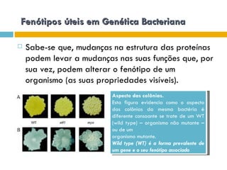 Fenótipos úteis em Genética Bacteriana

   Sabe-se que, mudanças na estrutura das proteínas
    podem levar a mudanças nas suas funções que, por
    sua vez, podem alterar o fenótipo de um
    organismo (as suas propriedades visíveis).
                          Aspecto das colônias.
                          Esta figura evidencia como o aspecto
                          das colônias da mesma bactéria é
                          diferente consoante se trate de um WT
                          (wild type) – organismo não mutante –
                          ou de um
                          organismo mutante.
                          Wild type (WT) é a forma prevalente de
                          um gene e o seu fenótipo associado
 