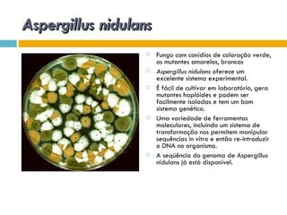 Aspergillus nidulans
                      Fungo com conídios de coloração verde,
                       os mutantes amarelos, brancos
                      Aspergillus nidulans oferece um
                       excelente sistema experimental.
                      É fácil de cultivar em laboratório, gera
                       mutantes haplóides e podem ser
                       facilmente isoladas e tem um bom
                       sistema genético.
                      Uma variedade de ferramentas
                       moleculares, incluindo um sistema de
                       transformação nos permitem manipular
                       sequências in vitro e então re-introduzir
                       o DNA no organismo.
                      A seqüência do genoma de Aspergillus
                       nidulans já está disponível.
 