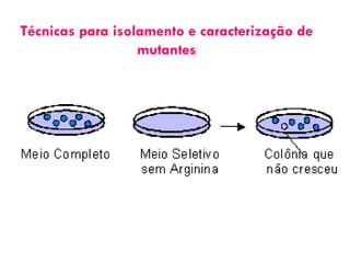 Técnicas para isolamento e caracterização de
                  mutantes
 