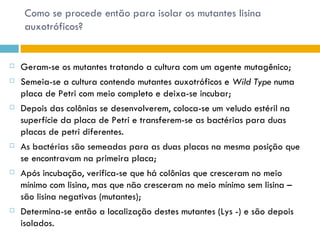 Como se procede então para isolar os mutantes lisina
     auxotróficos?


   Geram-se os mutantes tratando a cultura com um agente mutagênico;
   Semeia-se a cultura contendo mutantes auxotróficos e Wild Type numa
    placa de Petri com meio completo e deixa-se incubar;
   Depois das colônias se desenvolverem, coloca-se um veludo estéril na
    superfície da placa de Petri e transferem-se as bactérias para duas
    placas de petri diferentes.
   As bactérias são semeadas para as duas placas na mesma posição que
    se encontravam na primeira placa;
   Após incubação, verifica-se que há colônias que cresceram no meio
    mínimo com lisina, mas que não cresceram no meio mínimo sem lisina –
    são lisina negativas (mutantes);
   Determina-se então a localização destes mutantes (Lys -) e são depois
    isolados.
 