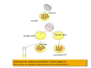 Isolamento de mutantes auxotróficos. (Lisina negativos)
Nas culturas em especial, alguns gêneros de enterobactérias.
 