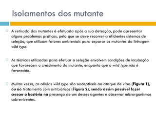 Isolamentos dos mutante
   A retirada dos mutantes é efetuada após a sua detecção, pode apresentar
    alguns problemas práticos, pelo que se deve recorrer a eficientes sistemas de
    seleção, que utilizam fatores ambientais para separar os mutantes da linhagem
    wild type.

   As técnicas utilizadas para efetuar a seleção envolvem condições de incubação
    que favorecem o crescimento do mutante, enquanto que o wild type não é
    favorecido.

   Muitas vezes, as células wild type são susceptíveis ao ataque de vírus (Figura 1),
    ou ao tratamento com antibióticos (Figura 2), sendo assim possível fazer
    crescer a bactéria na presença de um desses agentes e observar microrganismos
    sobreviventes.
 