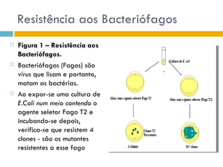 Resistência aos Bacteriófagos
   Figura 1 – Resistência aos
    Bacteriófagos.
   Bacteriófagos (Fagos) são
    vírus que lisam e portanto,
    matam as bactérias.
   Ao expor-se uma cultura de
    E.Coli num meio contendo o
    agente seletor Fago T2 e
    incubando-se depois,
    verifica-se que resistem 4
    clones - são os mutantes
    resistentes a esse fago
 