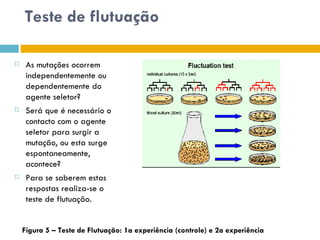 Teste de flutuação

    As mutações ocorrem
     independentemente ou
     dependentemente do
     agente seletor?
    Será que é necessário o
     contacto com o agente
     seletor para surgir a
     mutação, ou esta surge
     espontaneamente,
     acontece?
    Para se saberem estas
     respostas realiza-se o
     teste de flutuação.


    Figura 5 – Teste de Flutuação: 1a experiência (controle) e 2a experiência
 