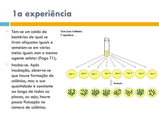 1a experiência
   Tem-se um caldo de
    bactérias do qual se
    tiram alíquotas iguais e
    semeiam-se em vários
    meios iguais com o mesmo
    agente seletor (Fago T1);
   Incuba-se. Após
    incubação, observa-se
    que houve formação de
    colônias, mas a sua
    quantidade é constante
    ao longo de todas as
    placas, ou seja, houve
    pouca flutuação no
    número de colônias.
 
