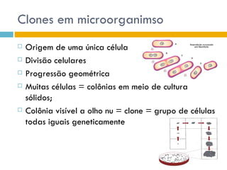 Clones em microorganimso
   Origem de uma única célula
   Divisão celulares
   Progressão geométrica
   Muitas células = colônias em meio de cultura
    sólidos;
   Colônia visível a olho nu = clone = grupo de células
    todas iguais geneticamente
 