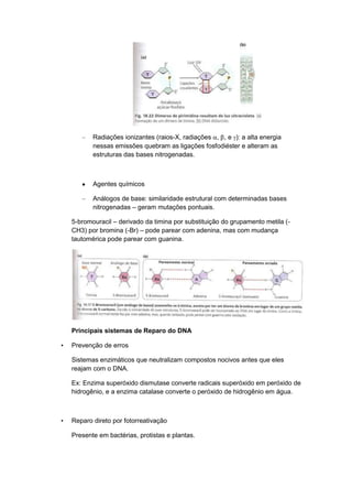 –

Radiações ionizantes (raios-X, radiações , , e ): a alta energia
nessas emissões quebram as ligações fosfodiéster e alteram as
estruturas das bases nitrogenadas.

Agentes químicos
–

Análogos de base: similaridade estrutural com determinadas bases
nitrogenadas – geram mutações pontuais.

5-bromouracil – derivado da timina por substituição do grupamento metila (CH3) por bromina (-Br) – pode parear com adenina, mas com mudança
tautomérica pode parear com guanina.

Principais sistemas de Reparo do DNA
•

Prevenção de erros
Sistemas enzimáticos que neutralizam compostos nocivos antes que eles
reajam com o DNA.
Ex: Enzima superóxido dismutase converte radicais superóxido em peróxido de
hidrogênio, e a enzima catalase converte o peróxido de hidrogênio em água.

•

Reparo direto por fotorreativação
Presente em bactérias, protistas e plantas.

 