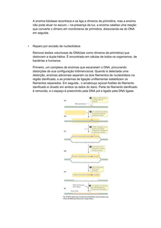 A enzima fotoliase reconhece e se liga a dímeros de pirimidina, mas a enzima
não pode atuar no escuro – na presença da luz, a enzima catalisa uma reação
que converte o dímero em monômeros de pirimidina, dissociando-se do DNA
em seguida.

•

Reparo por excisão de nucleotídeos
Remove lesões volumosas de DNA(tais como dímeros de pirimidina) que
distorcem a dupla-hélice. É encontrado em células de todos os organismos, de
bactérias a humanos.
Primeiro, um complexo de enzimas que escaneiam o DNA, procurando
distorções de sua configuração tridimencional. Quando é detectada uma
distorção, enzimas adicionais separam os dois filamentos de nucleotídeos na
região danificada, e as proteínas de ligação unifilamentar estabilizam os
filamentos separados. Em seguida , o arcabouço açúcar-fosfato do filamento
danificado é clivado em ambos os lados do dano. Parte do filamento danificado
é removida, e o espaço é preenchido pela DNA pol e ligado pela DNA ligase.

 
