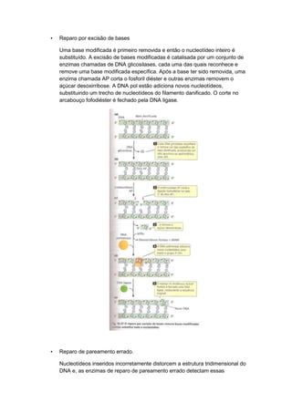 •

Reparo por excisão de bases
Uma base modificada é primeiro removida e então o nucleotídeo inteiro é
substituído. A excisão de bases modificadas é catalisada por um conjunto de
enzimas chamadas de DNA glicosilases, cada uma das quais reconhece e
remove uma base modificada específica. Após a base ter sido removida, uma
enzima chamada AP corta o fosforil diéster e outras enzimas removem o
açúcar desoxirribose. A DNA pol estão adiciona novos nucleotídeos,
substituindo um trecho de nucleotídeos do filamento danificado. O corte no
arcabouço fofodiéster é fechado pela DNA ligase.

•

Reparo de pareamento errado.
Nucleotídeos inseridos incorretamente distorcem a estrutura tridimensional do
DNA e, as enzimas de reparo de pareamento errado detectam essas

 