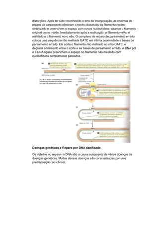 distorções. Após ter sido reconhecido o erro de incorporação, as enzimas de
reparo de pareamento eliminam o trecho distorcido do filamento recémsintetizado e preenchem o espaço com novos nucleotídeos, usando o filamento
original como molde. Imediatamente após a replicação, o filamento velho é
metilado e o filamento novo não. O complexo de reparo de pareamento errado
coloca uma sequência não metilada GATC em íntima proximidade a bases de
pareamento errado. Ele corta o filamento não metilado no sítio GATC, e
degrada o filamento entre o corte e as bases de pareamento errado. A DNA pol
e a DNA ligase preenchem o espaço no filamento não metilado com
nucleotídeos corretamente pareados.

Doenças genéticas e Reparo por DNA danificado
Os defeitos no reparo no DNA são a causa subjacente de várias doenças de
doenças genéticas. Muitas dessas doenças são caracterizadas por uma
predisposição ao câncer.

 