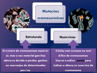 Mutações
                          cromossómicas



                 Estruturais              Numéricas



O número de cromossomas mantém-      Células com excesso ou com
  se, mas o seu material genético      défice de cromossomas;
altera-se devido a perdas, ganhos    Usa-se o sufixo -somia para
  ou rearranjos de determinadas     indicar a alteração numérica do
             porções.                        cromossoma.
 