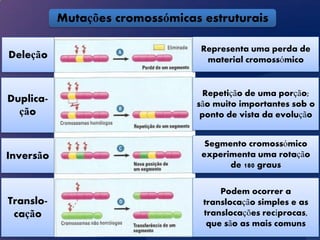 Mutações cromossómicas estruturais

                                  Representa uma perda de
Deleção                            material cromossómico


                                   Repetição de uma porção;
Duplica-                         são muito importantes sob o
  ção                             ponto de vista da evolução


                                   Segmento cromossómico
Inversão                          experimenta uma rotação
                                        de 180 graus

                                      Podem ocorrer a
Translo-                          translocação simples e as
 cação                            translocações recíprocas,
                                   que são as mais comuns
 
