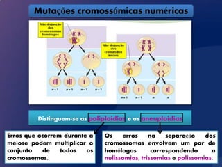 Mutações cromossómicas numéricas




         Distinguem-se as poliploidias e as aneuploidias

Erros que ocorrem durante a   Os    erros     na    separação    dos
meiose podem multiplicar o    cromossomas envolvem um par de
conjunto   de    todos   os   homólogos        correspondendo      a
cromossomas.                  nulissomias, trissomias e polissomias.
 