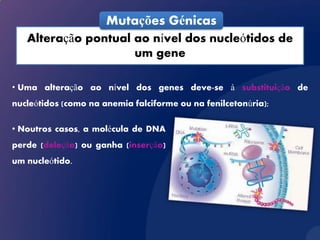 Mutações Génicas
   Alteração pontual ao nível dos nucleótidos de
                     um gene

• Uma alteração ao nível dos genes deve-se à substituição de
nucleótidos (como na anemia falciforme ou na fenilcetonúria);

• Noutros casos, a molécula de DNA
perde (deleção) ou ganha (inserção)
um nucleótido.
 
