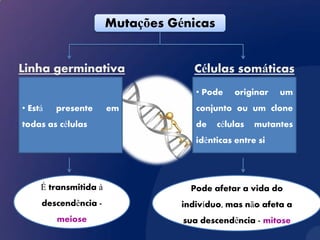 Mutações Génicas


Linha germinativa                   Células somáticas
                                     • Pode    originar   um
• Está   presente      em            conjunto ou um clone
todas as células                     de   células   mutantes
                                     idênticas entre si




     É transmitida à                Pode afetar a vida do
     descendência -               indivíduo, mas não afeta a
         meiose                   sua descendência - mitose
 