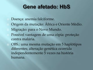 Gene afetado: HbS

   Doença: anemia falciforme.
   Origem da mutação: África e Oriente Médio.
   Migração: para o Novo Mundo.
   Possível vantagem de uma cópia: proteção
    contra malária.
   OBS.: uma mesma mutação em 5 haplótipos
    diferentes; alteração genética ocorrida
    independentemente 5 vezes na história
    humana.
 