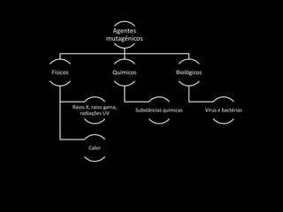 Agentes
mutagénicos
Físicos
Raios X, raios gama,
radiações UV
Calor
Químicos
Substâncias químicas
Biológicos
Vírus e bactérias
 