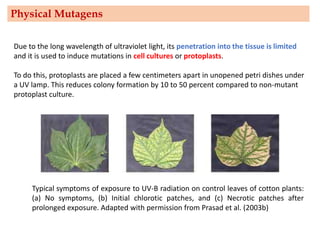 Typical symptoms of exposure to UV-B radiation on control leaves of cotton plants:
(a) No symptoms, (b) Initial chlorotic patches, and (c) Necrotic patches after
prolonged exposure. Adapted with permission from Prasad et al. (2003b)
Due to the long wavelength of ultraviolet light, its penetration into the tissue is limited
and it is used to induce mutations in cell cultures or protoplasts.
To do this, protoplasts are placed a few centimeters apart in unopened petri dishes under
a UV lamp. This reduces colony formation by 10 to 50 percent compared to non-mutant
protoplast culture.
Physical Mutagens
 