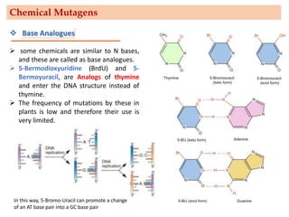 ❖ Base Analogues
➢ some chemicals are similar to N bases,
and these are called as base analogues.
➢ 5-Bermodioxyuridine (BrdU) and 5-
Bermoyuracil, are Analogs of thymine
and enter the DNA structure instead of
thymine.
➢ The frequency of mutations by these in
plants is low and therefore their use is
very limited.
In this way, 5-Bromo-Uracil can promote a change
of an AT base pair into a GC base pair
Chemical Mutagens
 