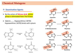 ❖ Deamination Agents
➢ By the action of Nitrous Acid, amino
group is eliminated from The N base.
➢ Adenin…….. Hypoxanthine ( KETO)
Hypoxanthine ( KETO) binds with cytosin
Chemical Mutagens
 