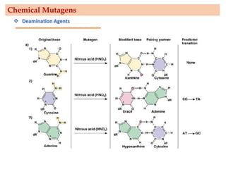 Chemical Mutagens
❖ Deamination Agents
 