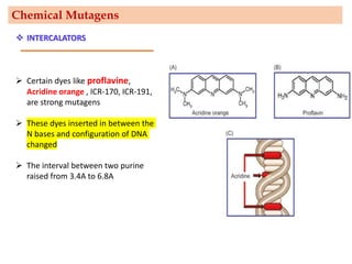 ➢ Certain dyes like proflavine,
Acridine orange , ICR-170, ICR-191,
are strong mutagens
➢ These dyes inserted in between the
N bases and configuration of DNA
changed
➢ The interval between two purine
raised from 3.4A to 6.8A
Chemical Mutagens
❖ INTERCALATORS
 